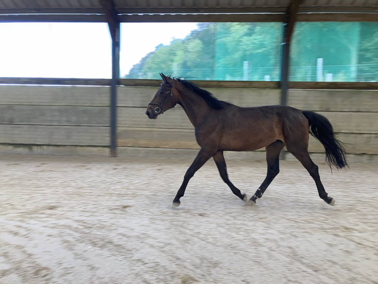 Caballo castrado Zangersheide En venta 2021 Bayo moreno por Elvis Ter Putte