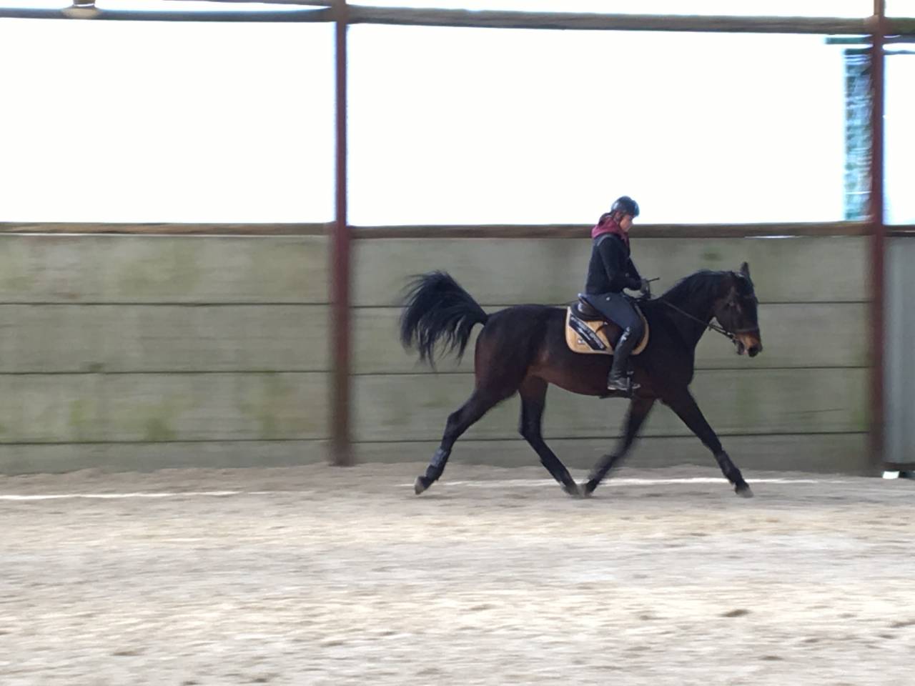 Caballo castrado Zangersheide En venta 2021 Bayo moreno por Elvis Ter Putte