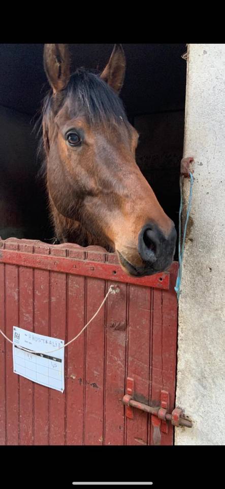 Caballo castrado Pura Sangre En venta 2021 Bayo moreno