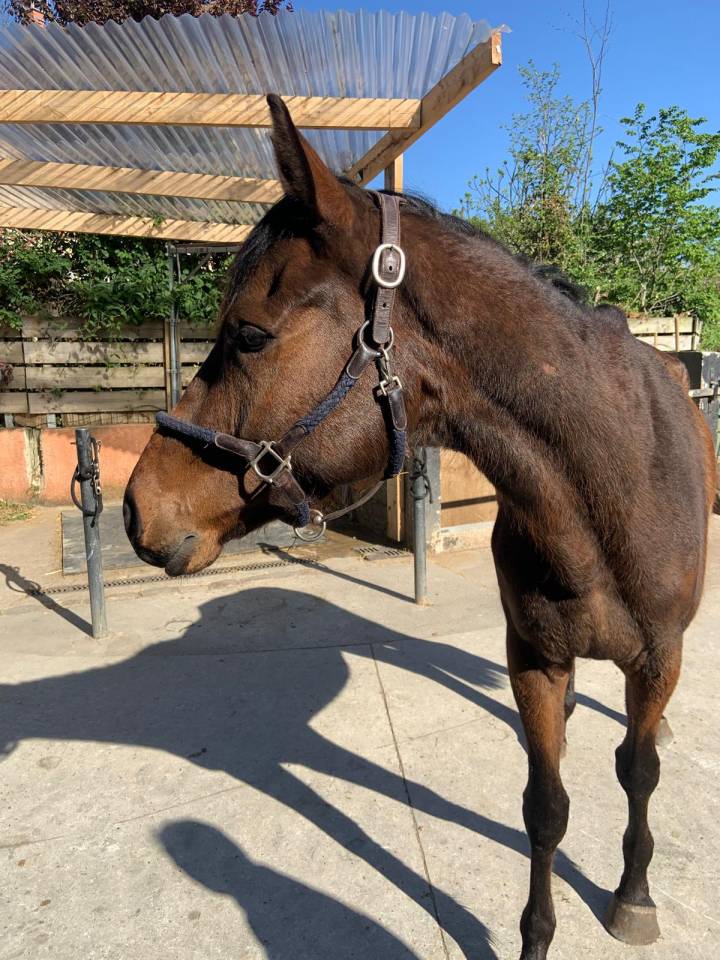 Caballo castrado Pura Sangre En venta 2021 Bayo moreno