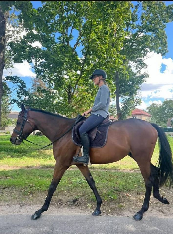 Caballo castrado Pura Sangre En venta 2021 Bayo moreno