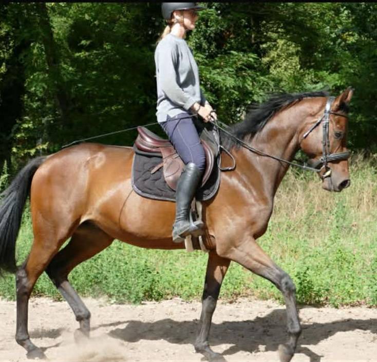 Caballo castrado Pura Sangre En venta 2021 Bayo moreno
