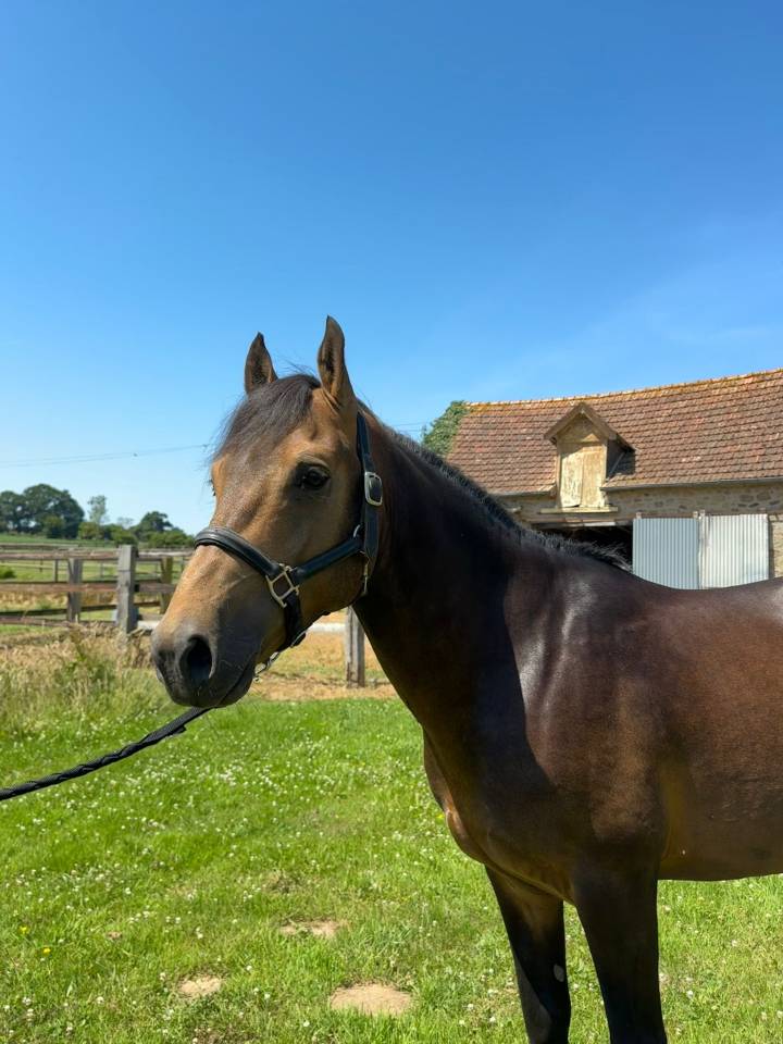 Semental New Forest En venta 2021 Isabelo por SILVERLEA SIMPLY RED
