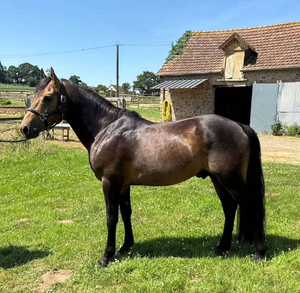 Semental New Forest En venta 2021 Isabelo por SILVERLEA SIMPLY RED