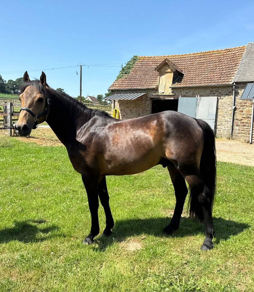 Semental New Forest En venta 2021 Isabelo por SILVERLEA SIMPLY RED