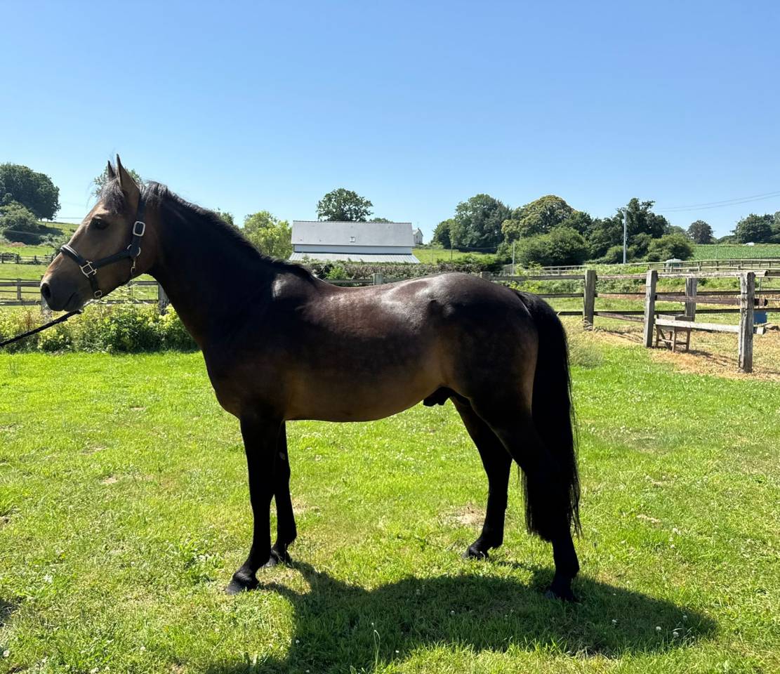 Semental New Forest En venta 2021 Isabelo por SILVERLEA SIMPLY RED