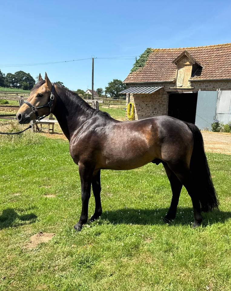 Semental New Forest En venta 2021 Isabelo por SILVERLEA SIMPLY RED