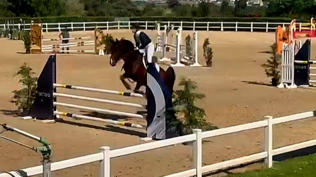 Caballo Joven Gran Potencial