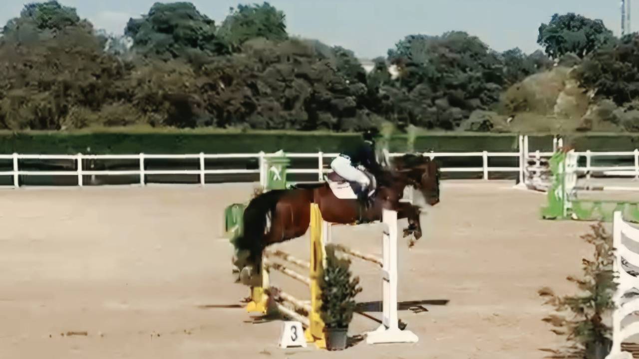 Caballo Joven Gran Potencial