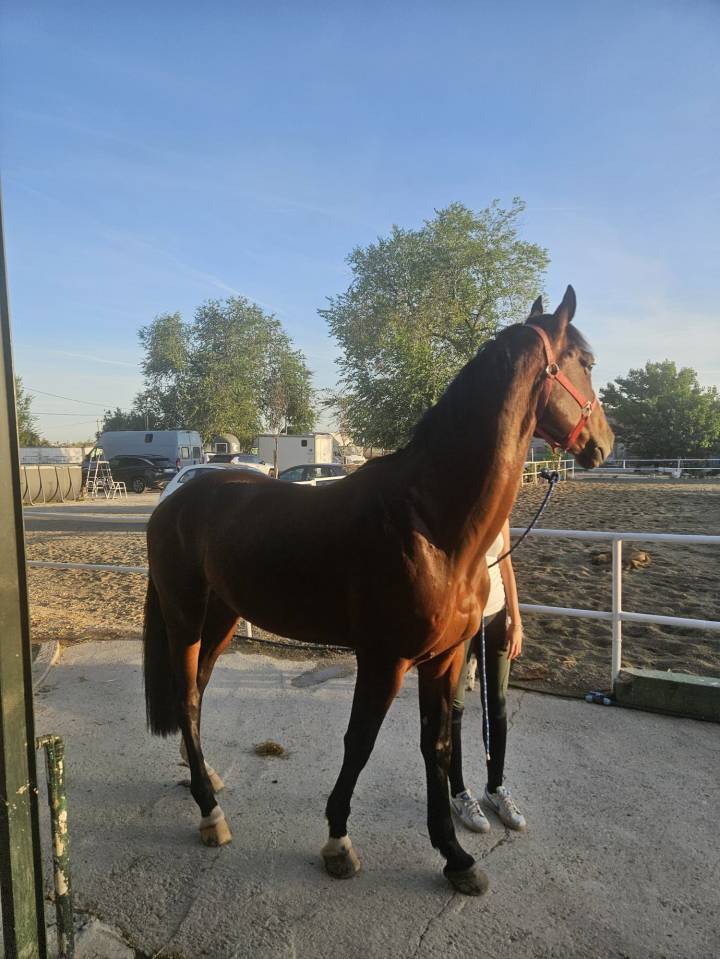 Caballo Joven Gran Potencial