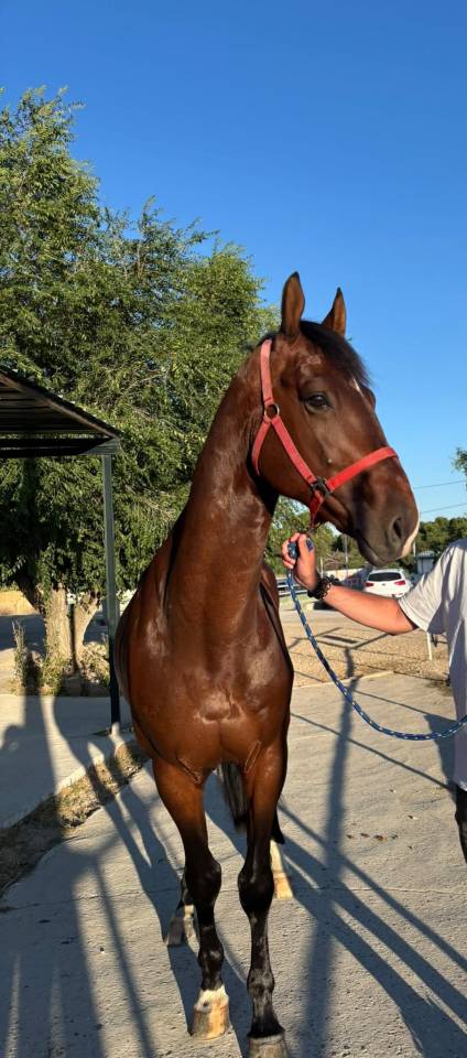 Caballo Joven Gran Potencial