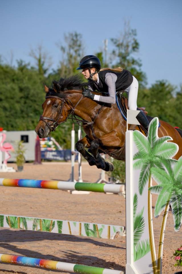 Yegua PFS Poni Fran&ccedil;&eacute;s de Silla En venta 2017 Bayo