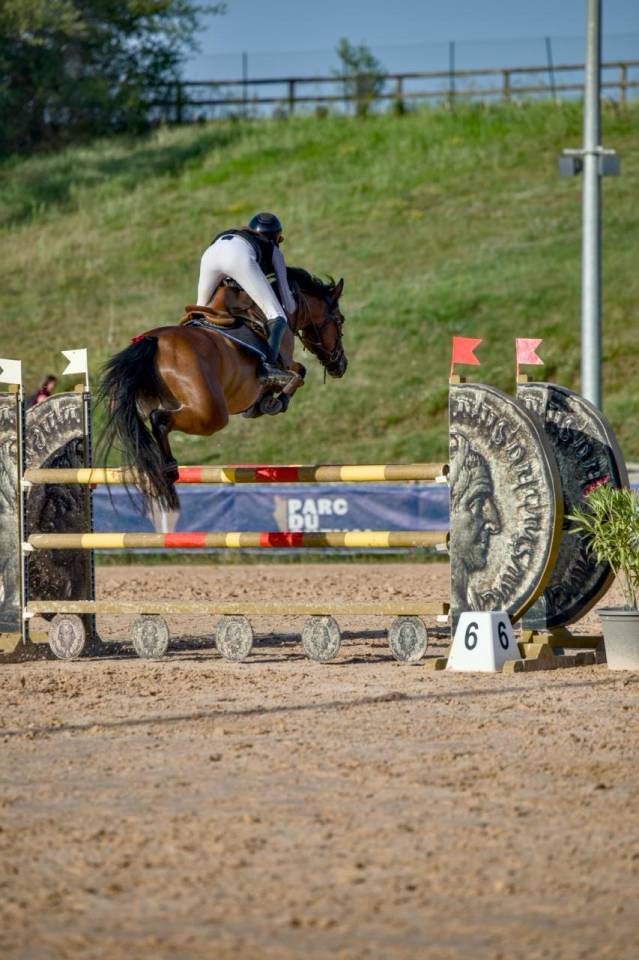 Yegua PFS Poni Fran&ccedil;&eacute;s de Silla En venta 2017 Bayo