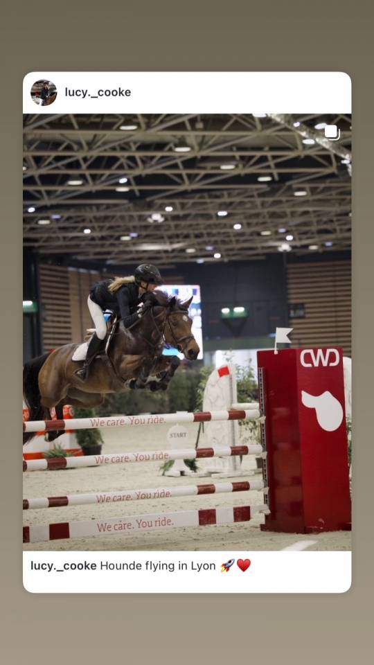 Yegua PFS Poni Fran&ccedil;&eacute;s de Silla En venta 2017 Bayo