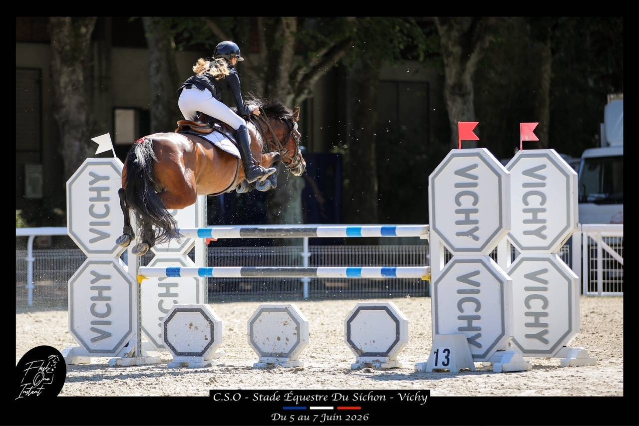 Yegua PFS Poni Fran&ccedil;&eacute;s de Silla En venta 2017 Bayo