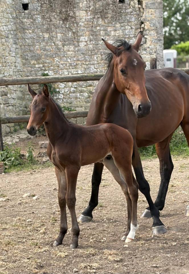 Yegua de ganader&iacute;a Silla Franc&eacute;s En venta 2021 Bayo moreno por CONTENDRO I
