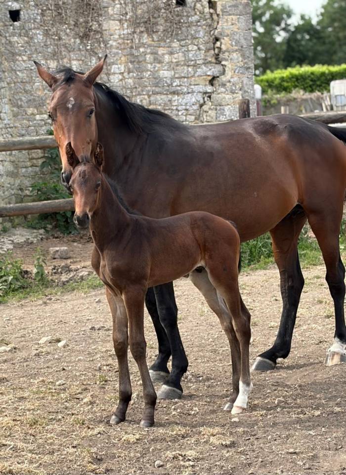 Yegua de ganader&iacute;a Silla Franc&eacute;s En venta 2021 Bayo moreno por CONTENDRO I