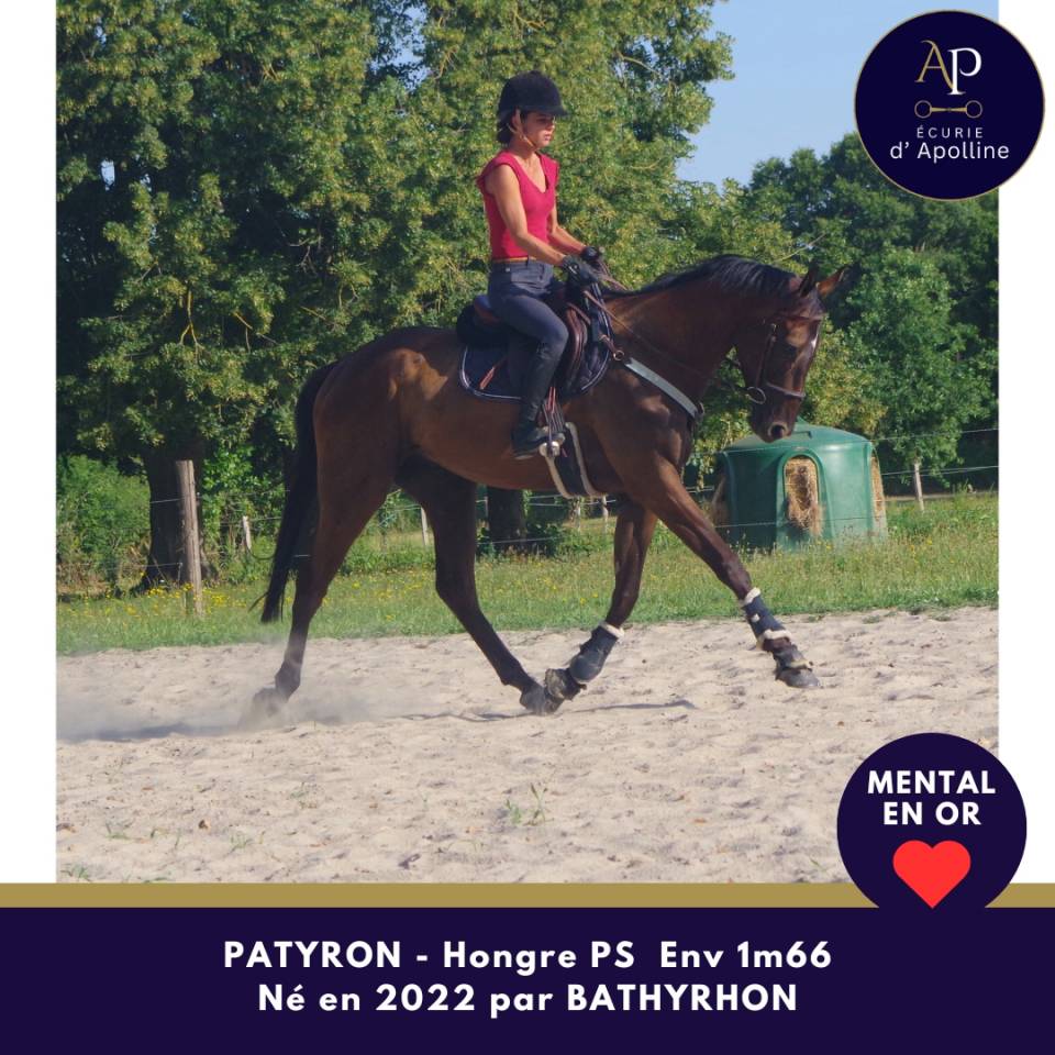 Caballo castrado Pura Sangre En venta 2022 Bayo moreno