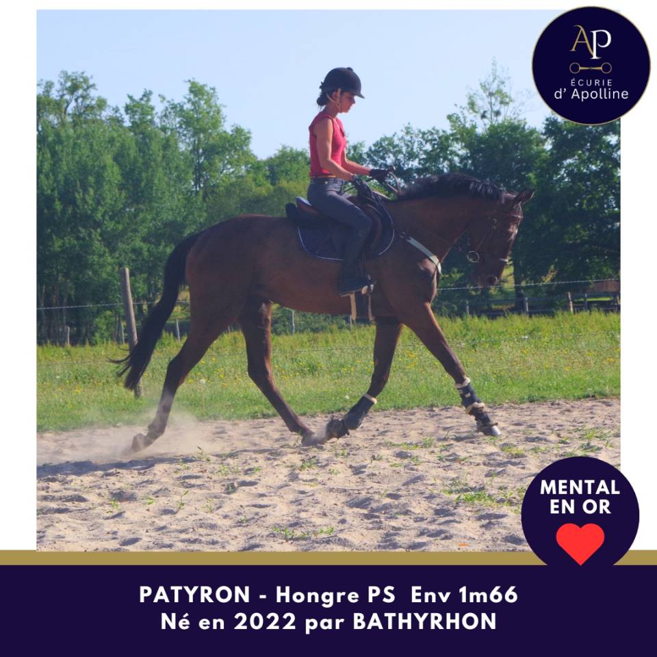 Caballo castrado Pura Sangre En venta 2022 Bayo moreno