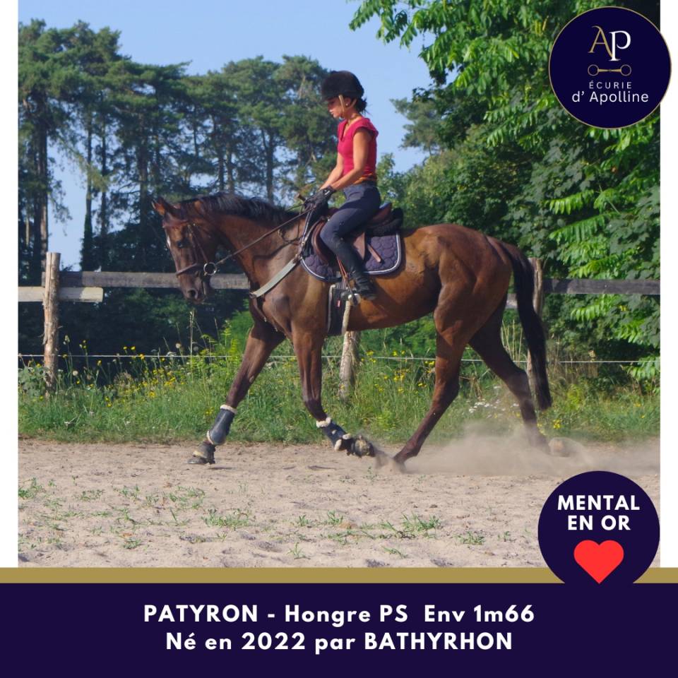 Caballo castrado Pura Sangre En venta 2022 Bayo moreno