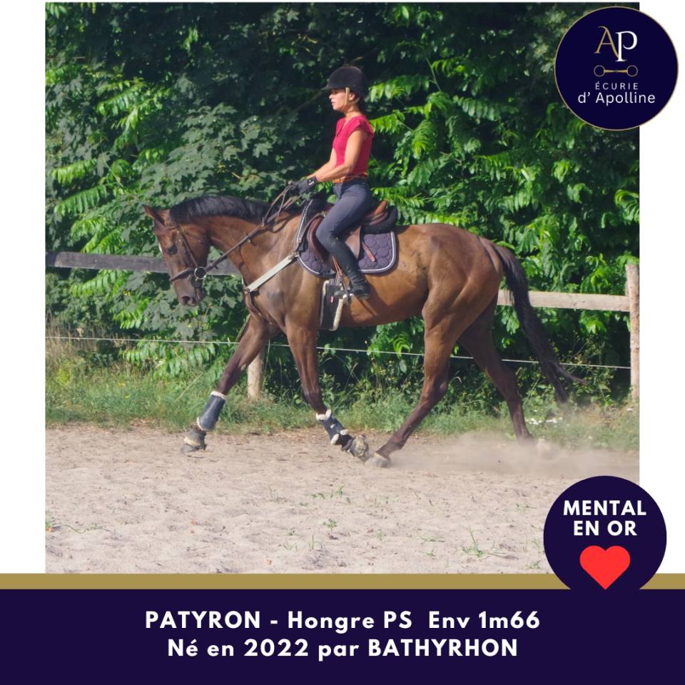 Caballo castrado Pura Sangre En venta 2022 Bayo moreno