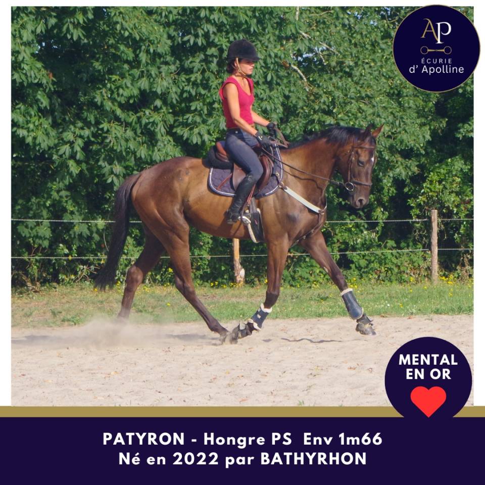 Caballo castrado Pura Sangre En venta 2022 Bayo moreno
