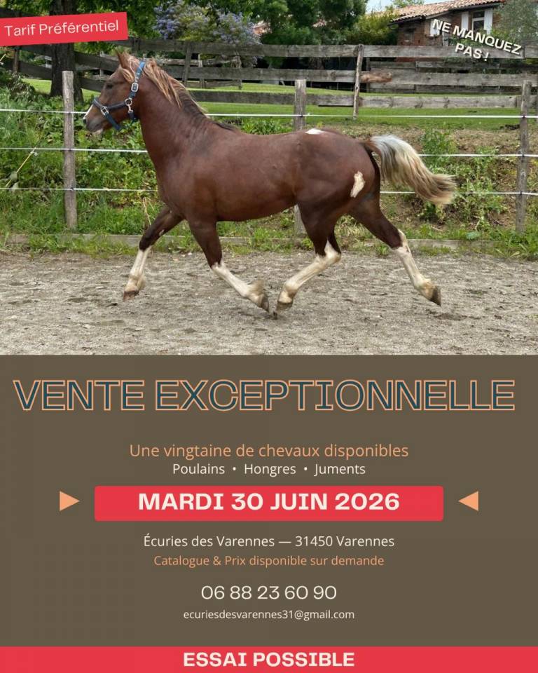 Yegua Cob En venta 2020 Bayo