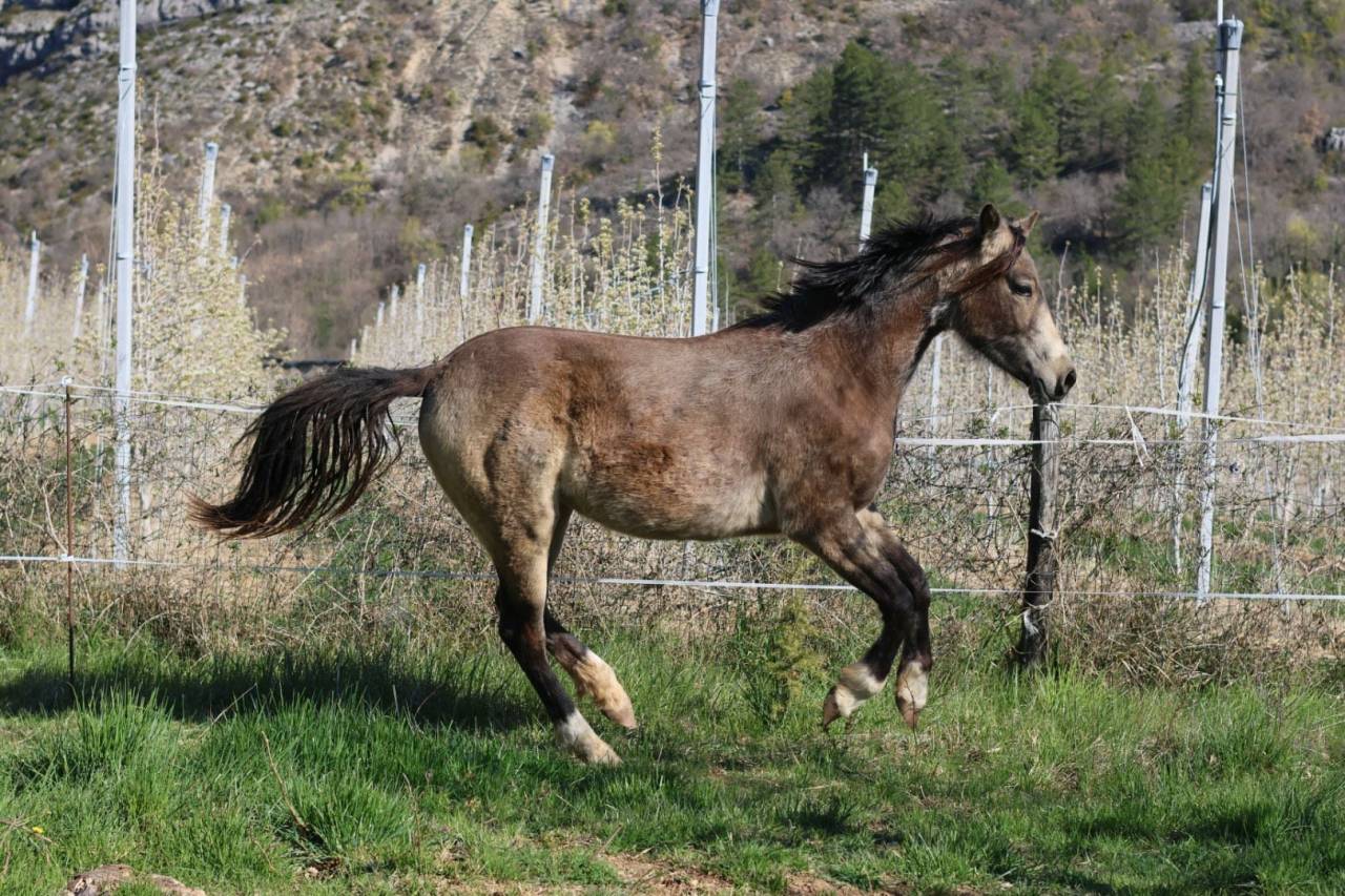 Yegua PFS Poni Fran&ccedil;&eacute;s de Silla En venta 2024 Isabelo