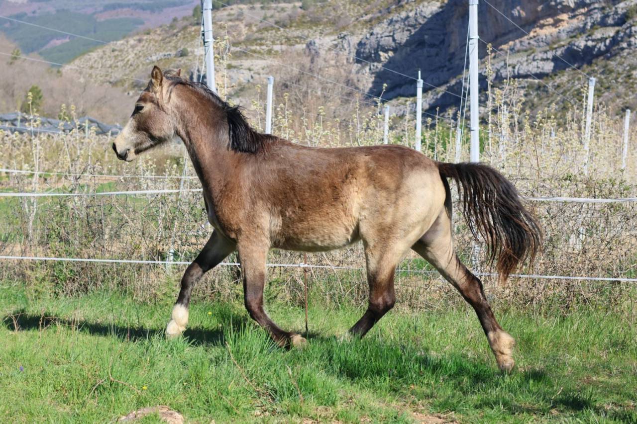 Yegua PFS Poni Fran&ccedil;&eacute;s de Silla En venta 2024 Isabelo