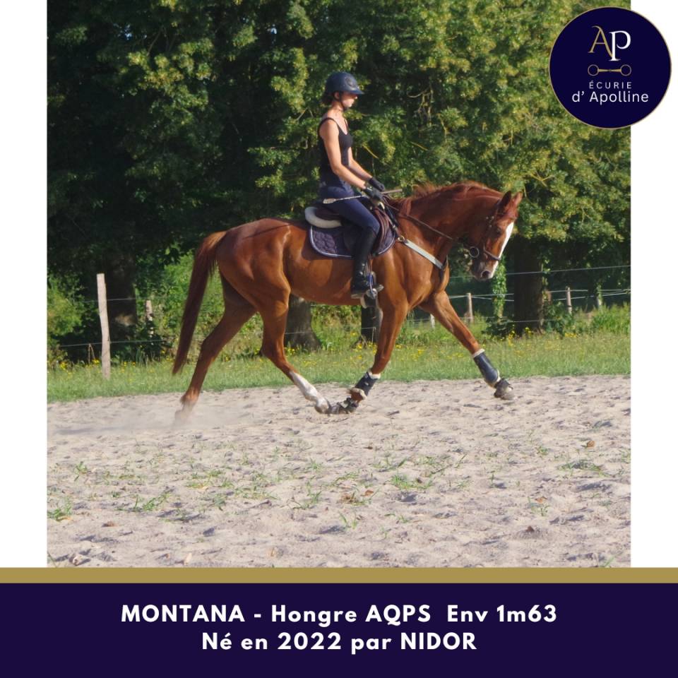 Caballo castrado AQPS En venta 2022 Alaz&aacute;n