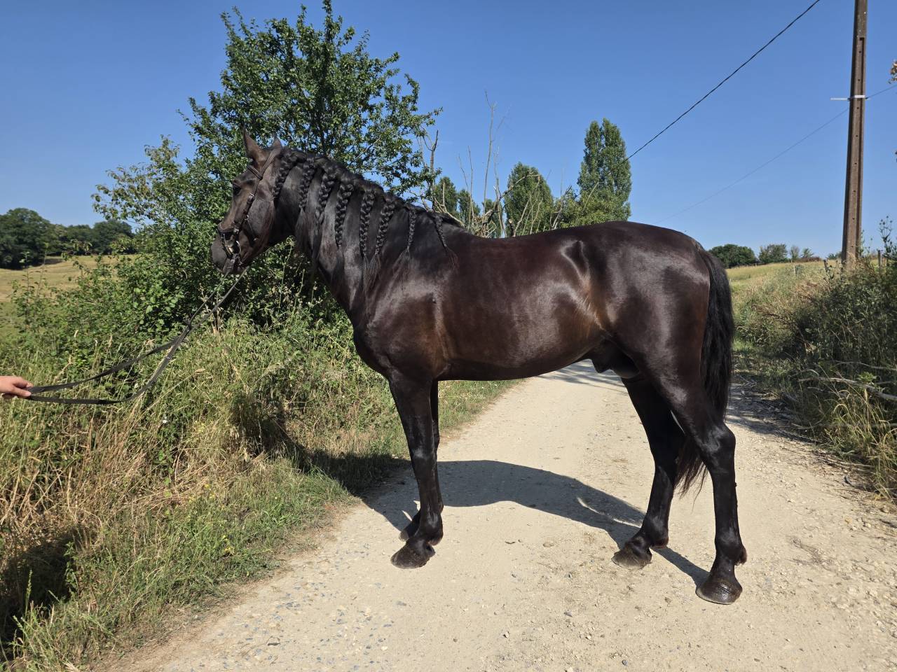 Caballo entero PRE Pura Raza Espa&ntilde;ola En venta 2019 Negro