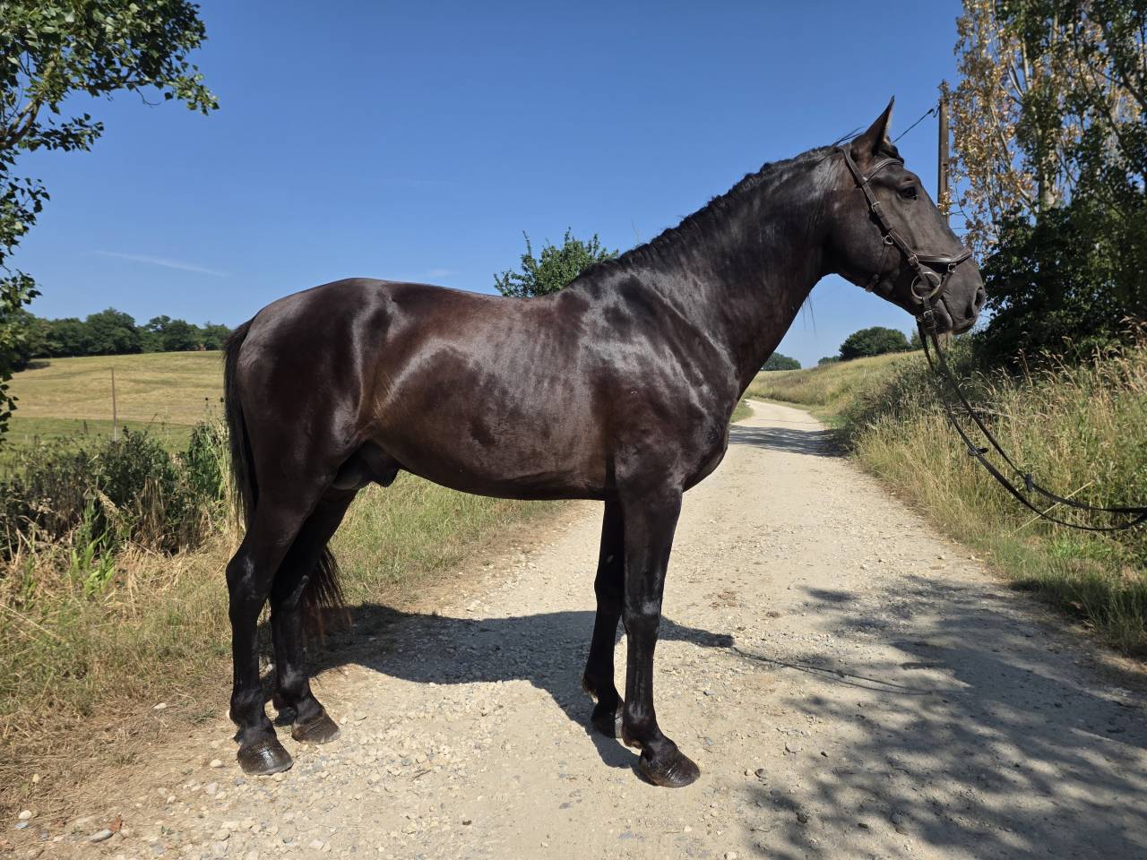 Caballo entero PRE Pura Raza Espa&ntilde;ola En venta 2019 Negro