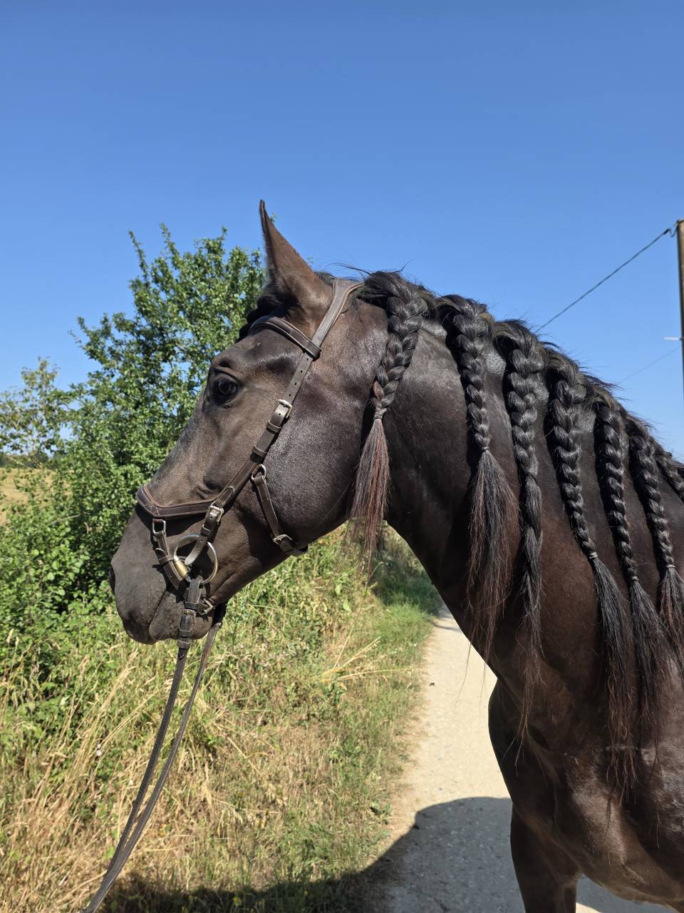 Caballo entero PRE Pura Raza Espa&ntilde;ola En venta 2019 Negro