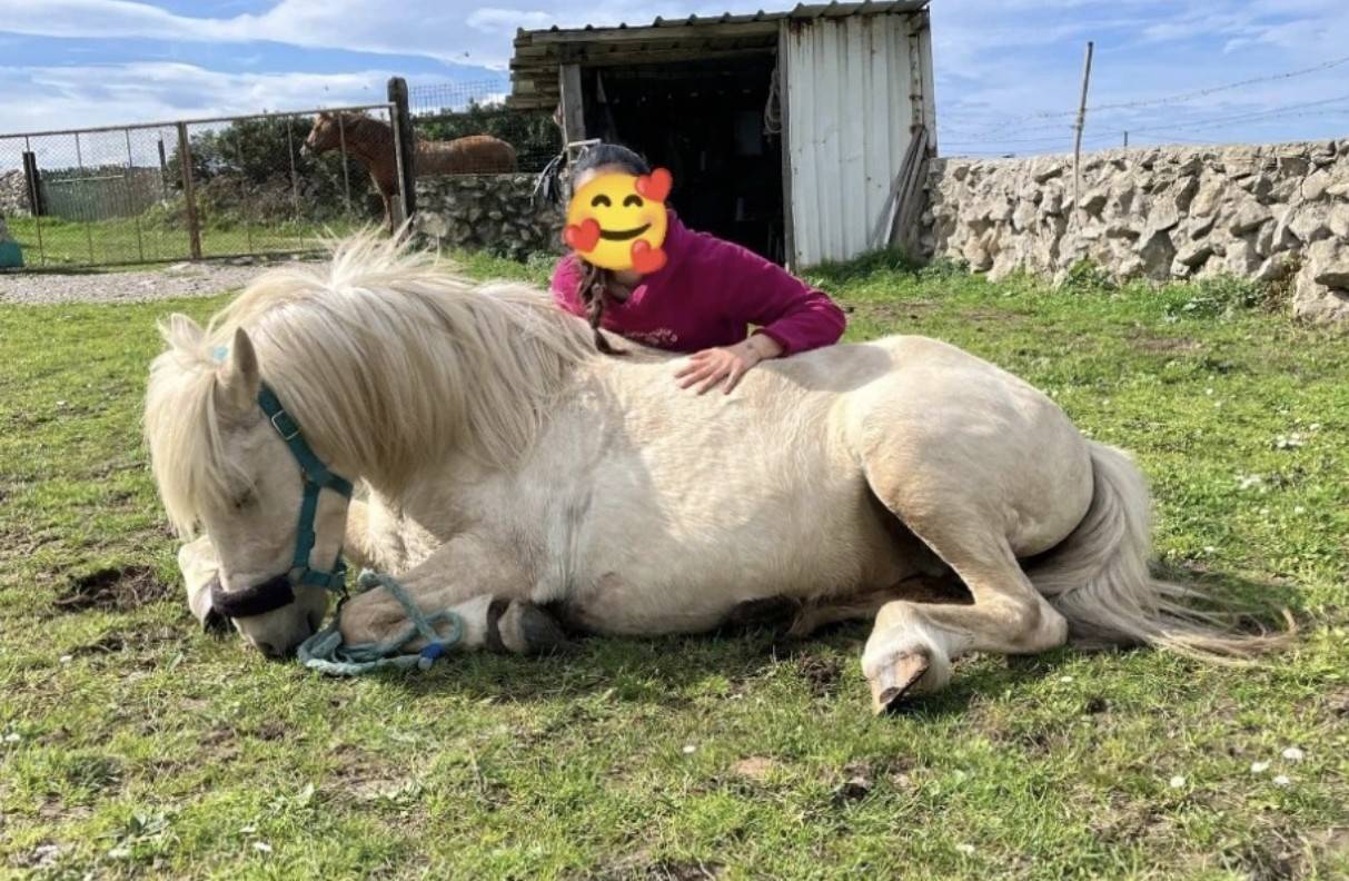 Poni hembra domada 