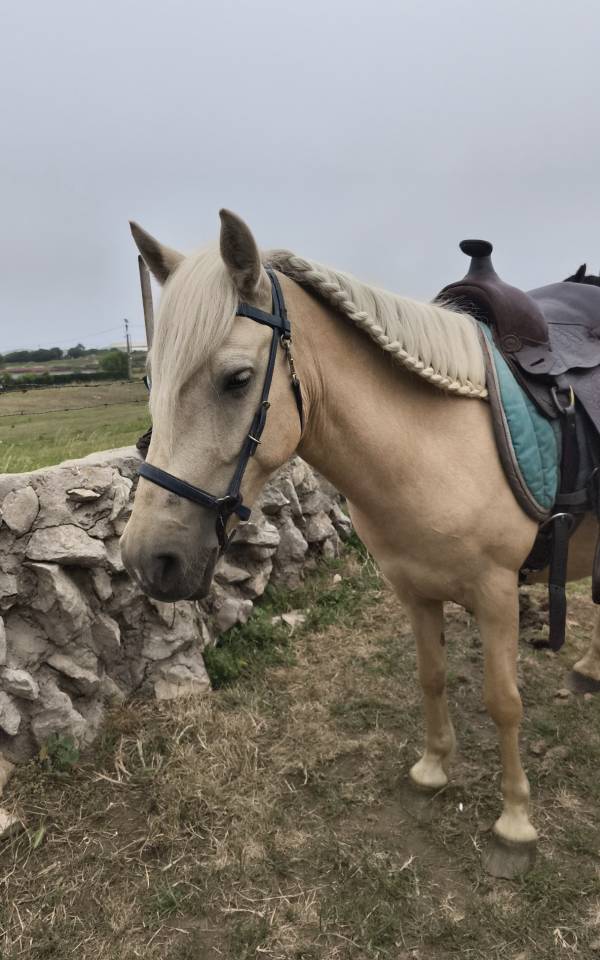 Poni hembra domada 