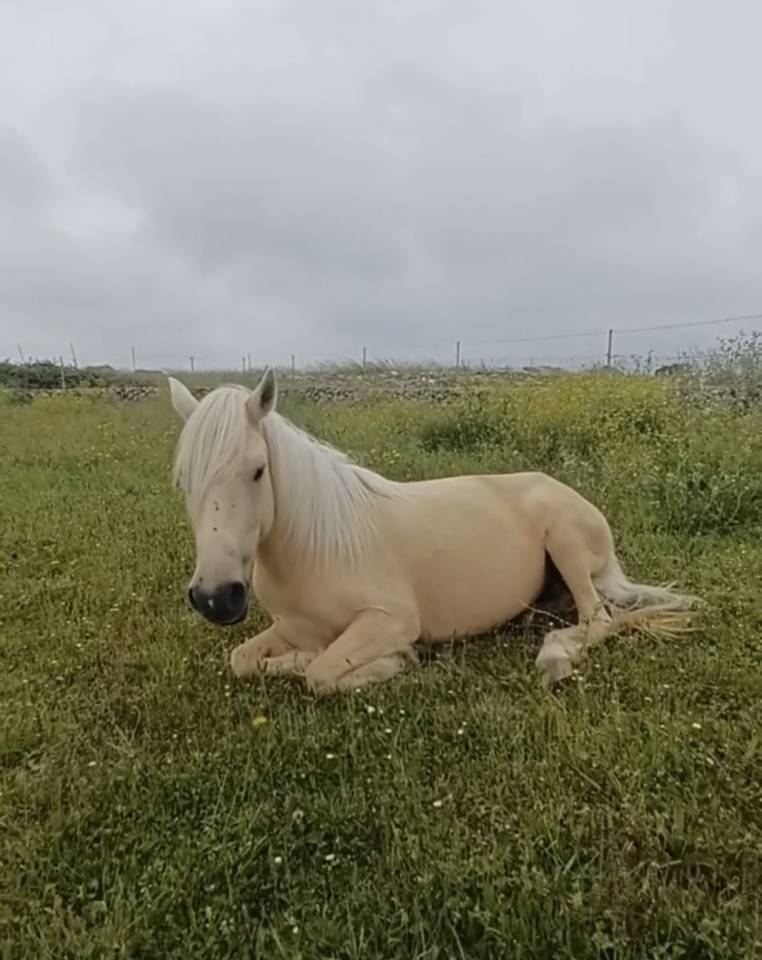 Poni hembra domada 