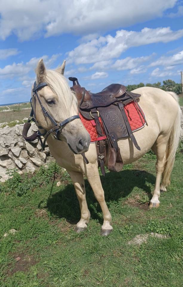 Poni hembra domada 