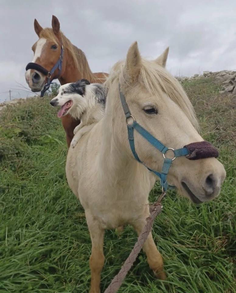 Poni hembra domada 