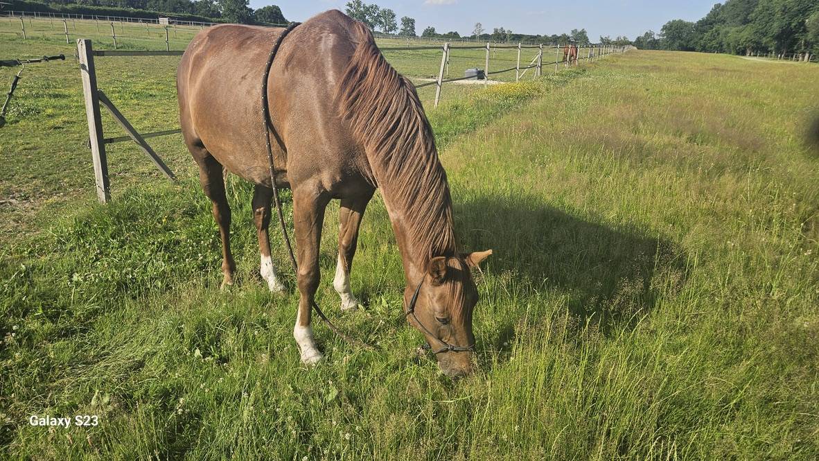 Yegua Zangersheide En venta 2018 Alaz&aacute;n tostado por Eldorado de hus