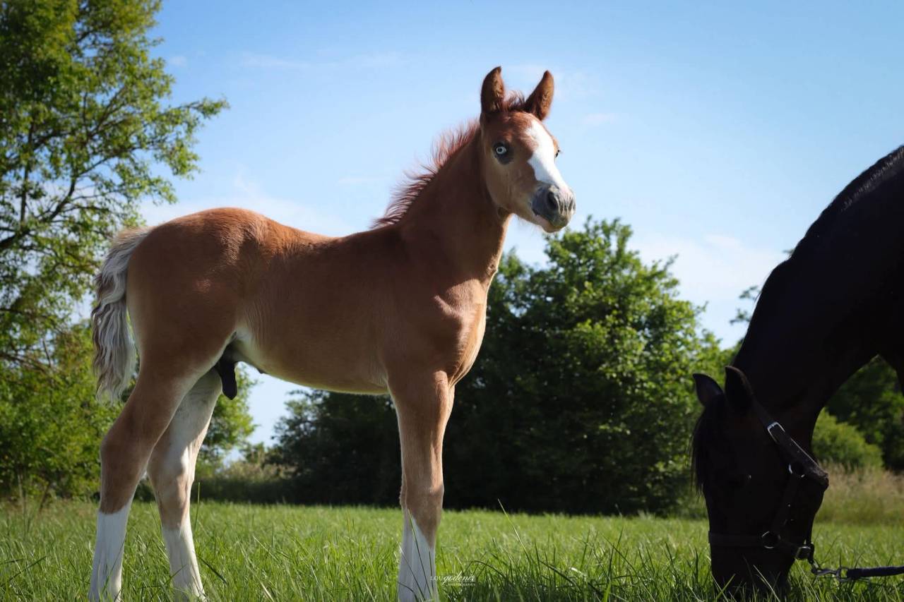 Potro PFS Poni Fran&ccedil;&eacute;s de Silla En venta 2026 Alaz&aacute;n por Blue tinka Tilia