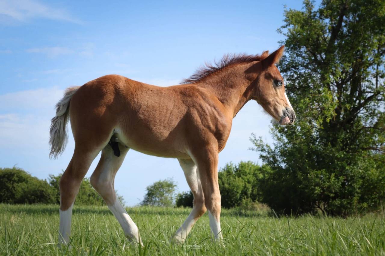 Potro PFS Poni Fran&ccedil;&eacute;s de Silla En venta 2026 Alaz&aacute;n por Blue tinka Tilia