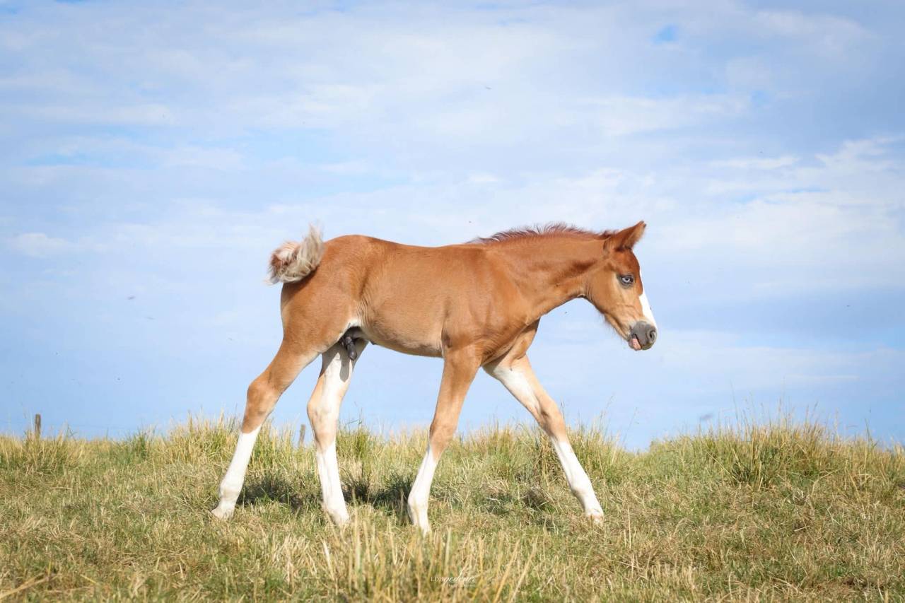 Potro PFS Poni Fran&ccedil;&eacute;s de Silla En venta 2026 Alaz&aacute;n por Blue tinka Tilia