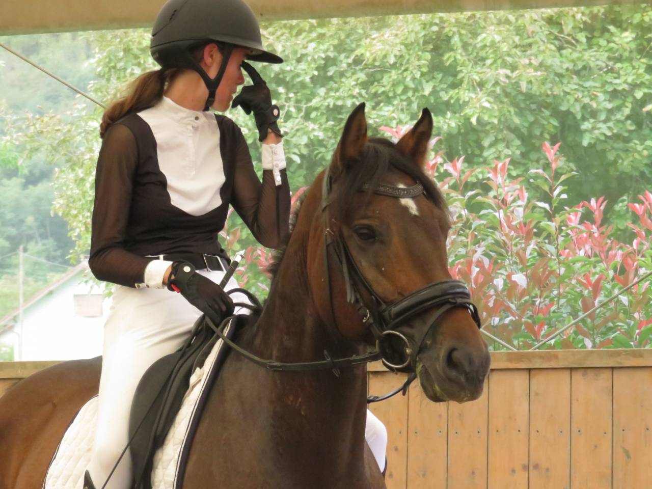Caballo castrado Franca-Monta&ntilde;a En venta 2018 Bayo