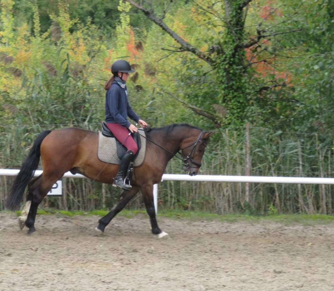 Caballo castrado Franca-Monta&ntilde;a En venta 2018 Bayo