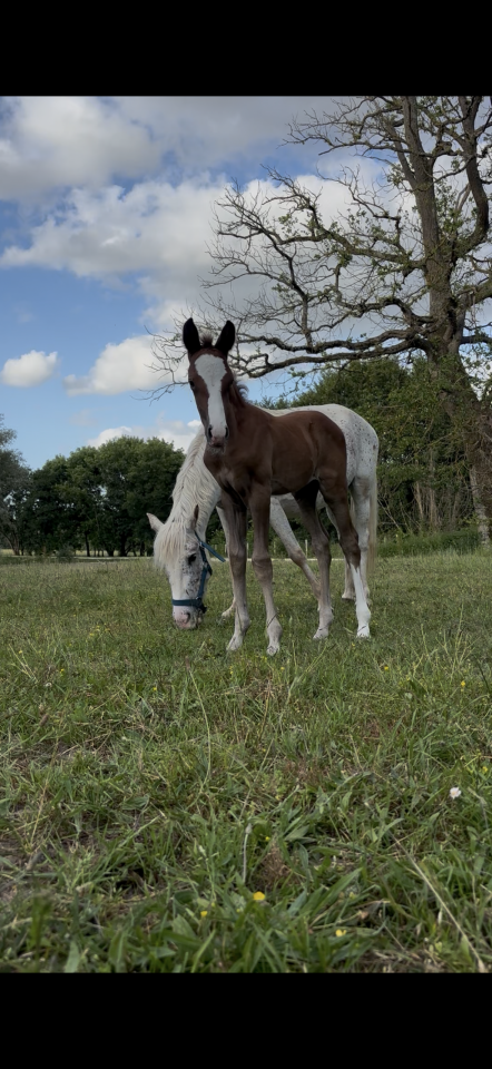 Yegua de ganader&iacute;a Welsh Part Bred En venta 2017 Tordo