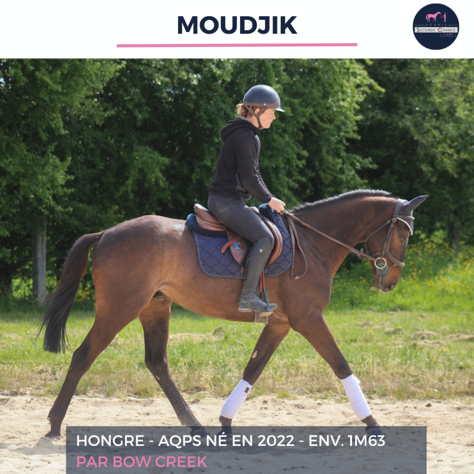 Caballo castrado AQPS En venta 2022 Bayo
