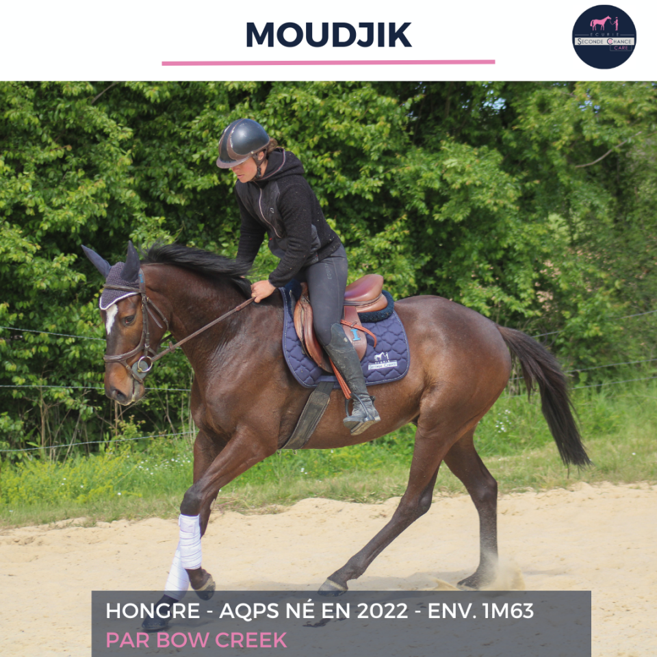 Caballo castrado AQPS En venta 2022 Bayo