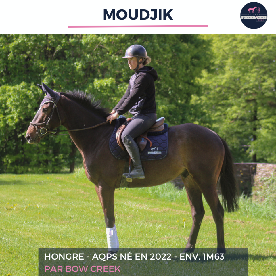 Caballo castrado AQPS En venta 2022 Bayo