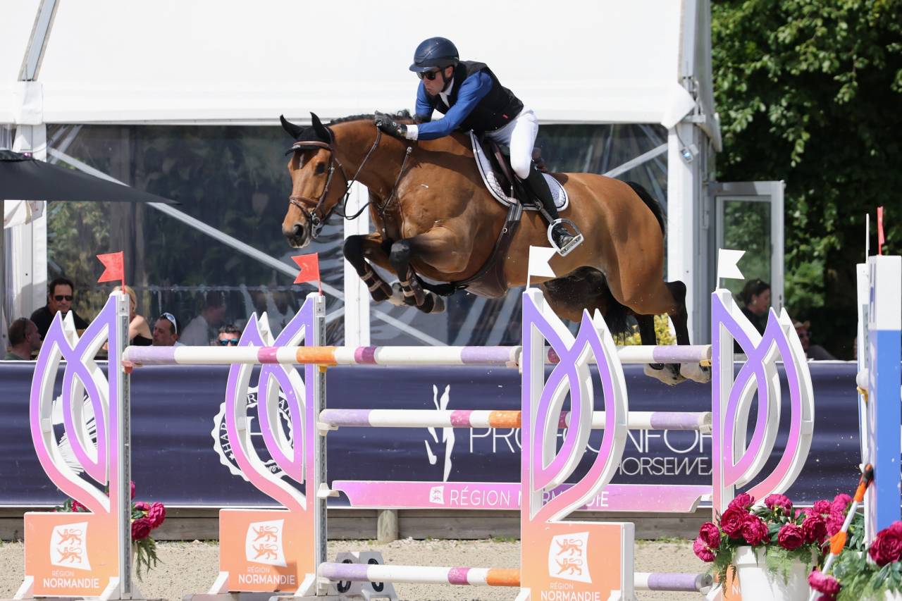 Caballo castrado BWP Caballo de Sangre Belga En venta 2017 Bayo por UNTOUCHABLE