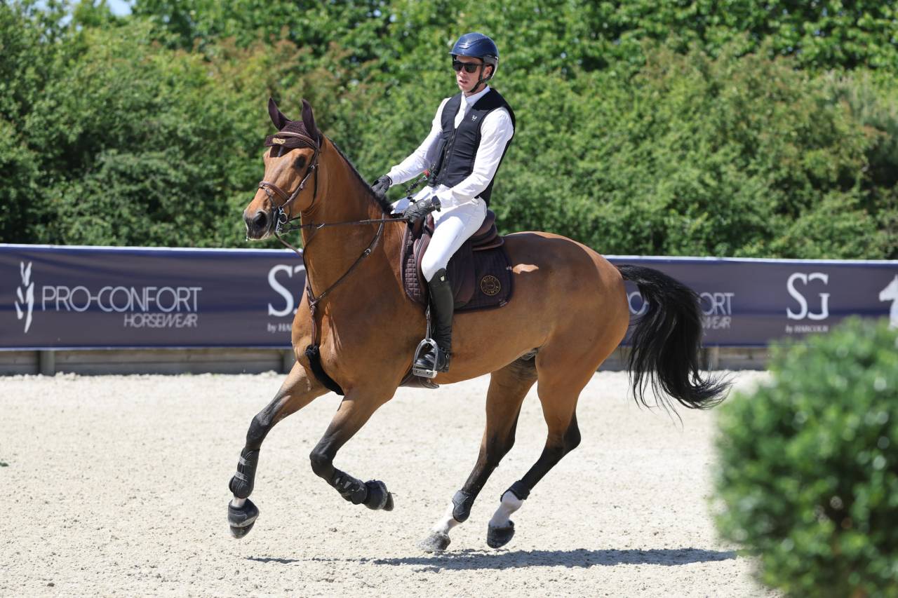 Caballo castrado BWP Caballo de Sangre Belga En venta 2017 Bayo por UNTOUCHABLE